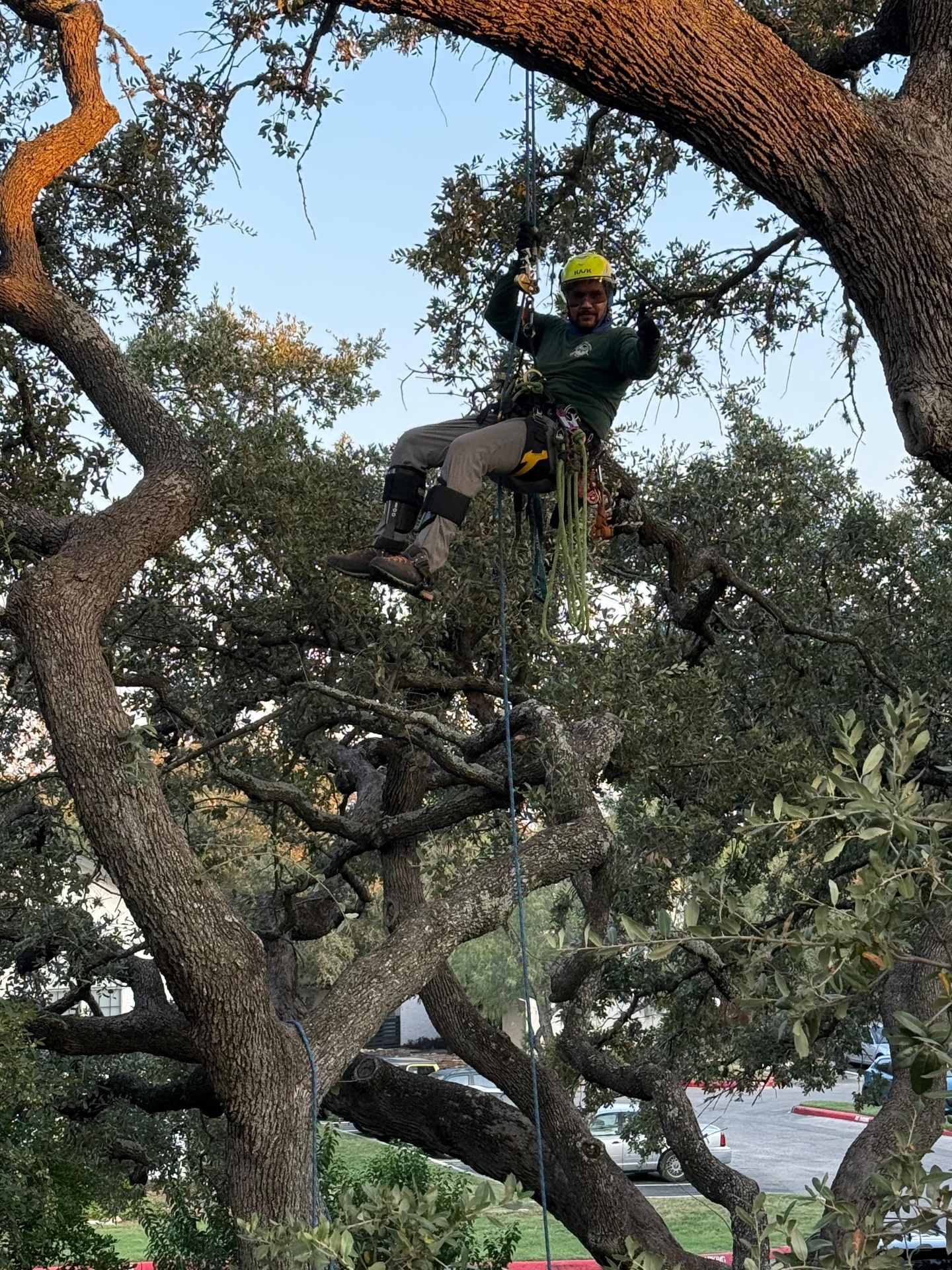 3 Monkeys arborist performing tree health assessment in San Antonio