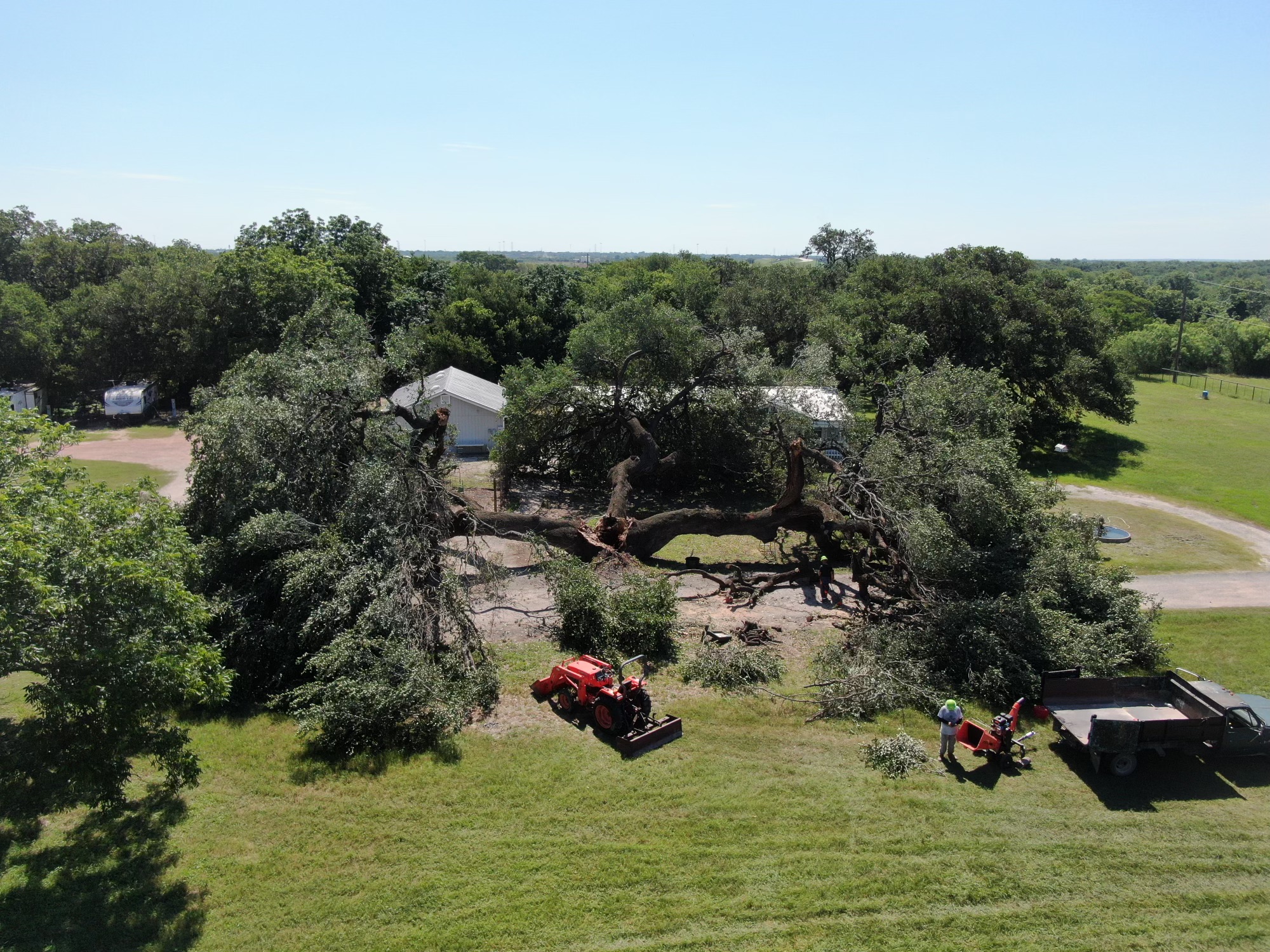 Dead Wood Removal in San Antonio