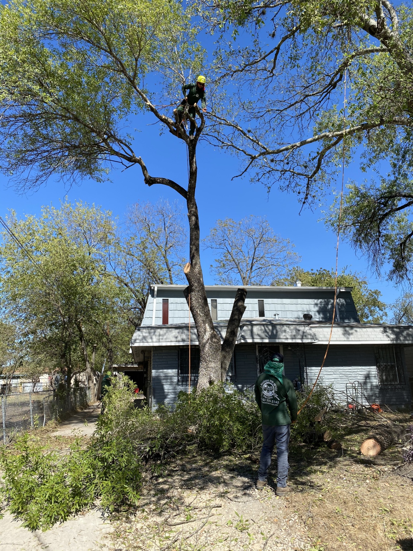Healthy pruned trees on San Antonio residential property