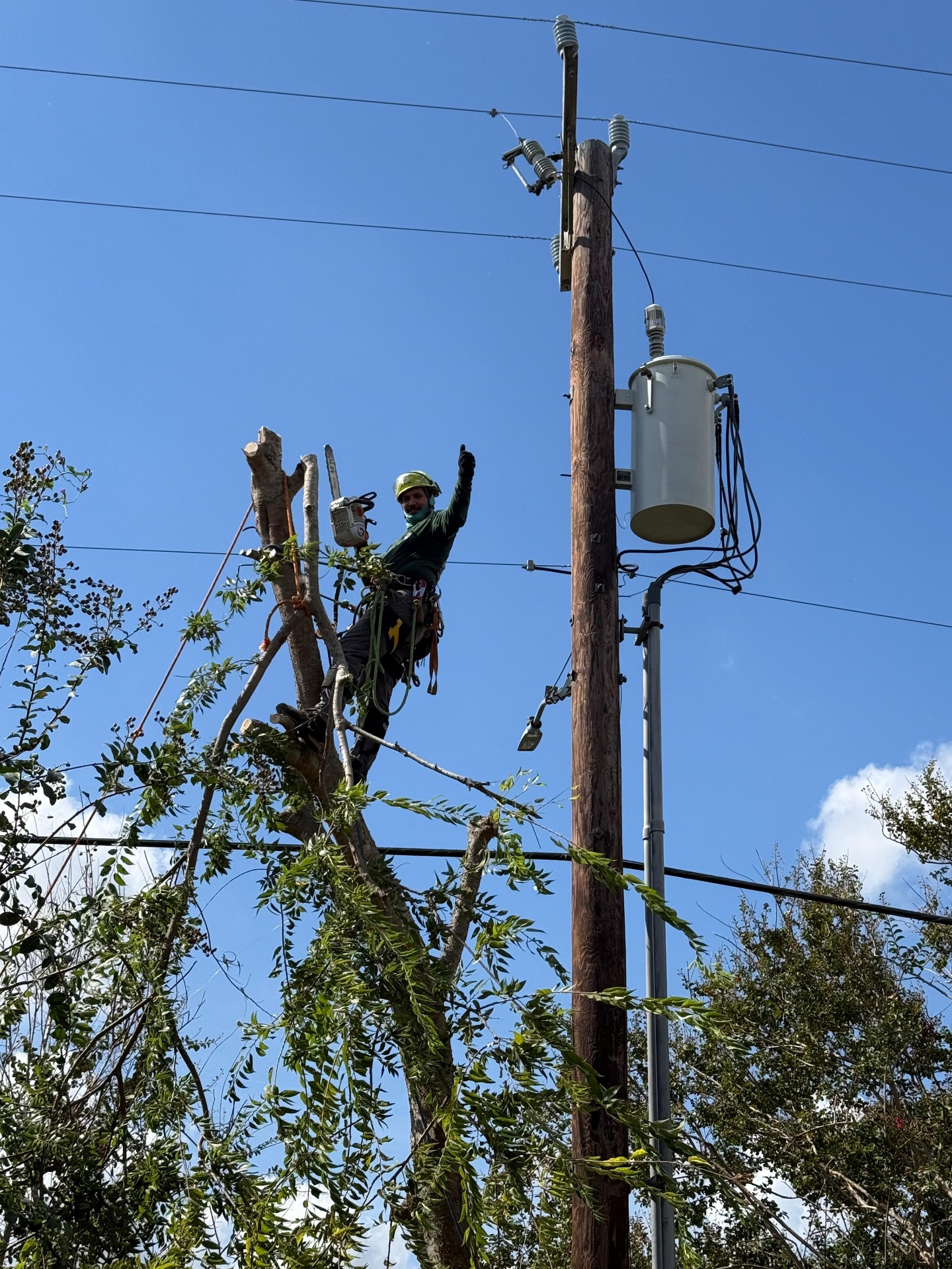 3 Monkeys crew performing tree care maintenance near power lines in San Antonio