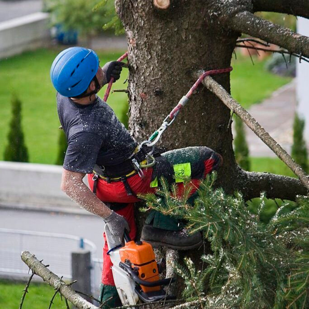 3 Monkeys Tree Service crew in San Antonio