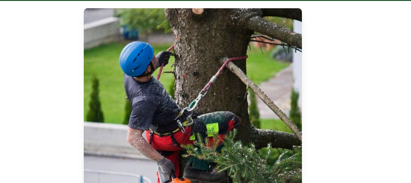 Certified arborist from 3 Monkeys Tree Service performing tree inspection