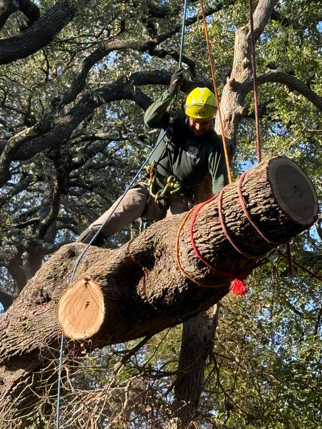 Stump Removal in San Antonio