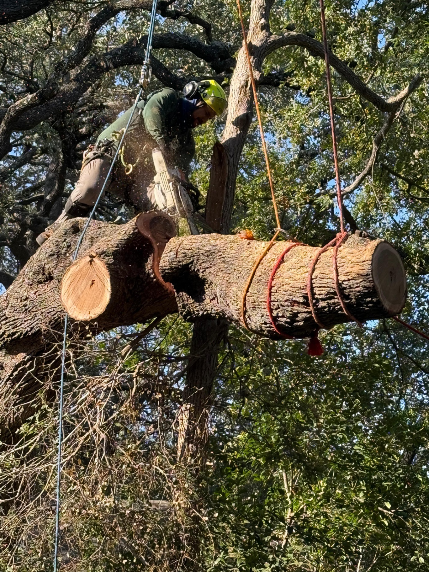 Professional tree rigging setup for controlled branch removal