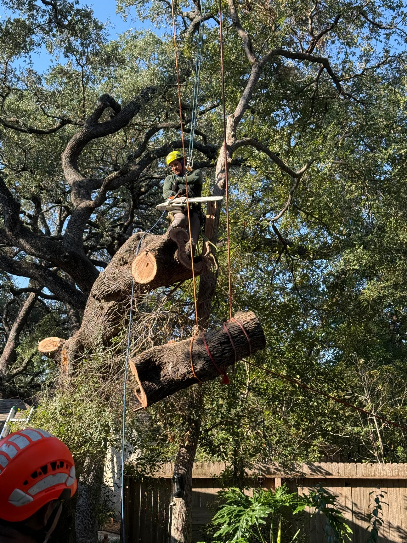 Tree removal completed with clean and safe finish