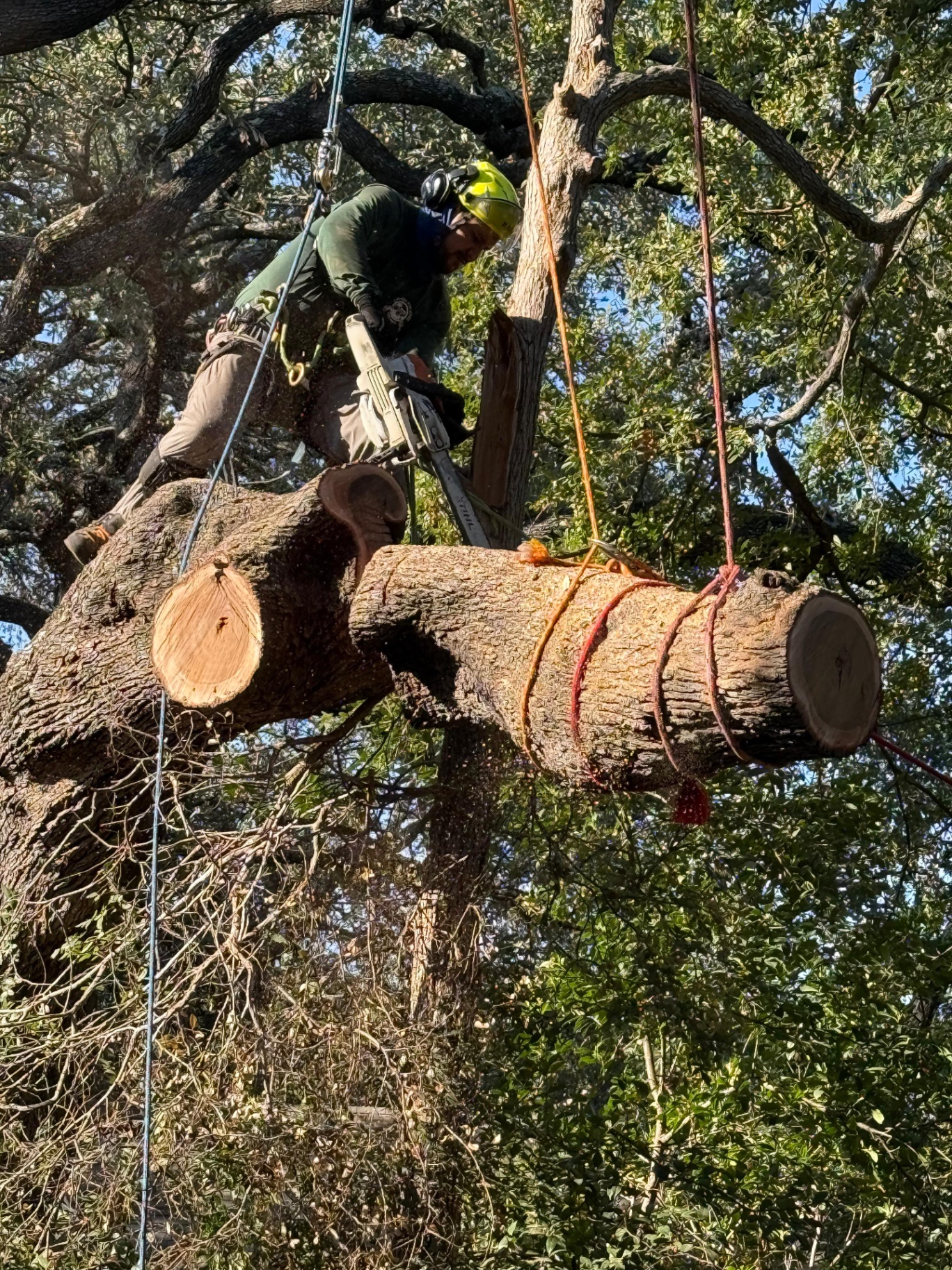 Arborist Services in San Antonio
